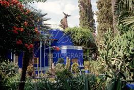 Image du Maroc Professionnelle de  Le Jardin Majorelle une pure merveille crée par le peintre français Jacques Majorelle, qui a eu le coup de foudre pour Marrakech. Yves Saint Laurent et Pierre Bergé font l’acquisition de ce havre de paix durant les années quatre-vingt où Yves Saint Laurent dessina plusieurs pièces. son voeux était de faire de ce parc une œuvre d’art vivante. On y découvre des plantes provenant des cinq continents, yuccas d’Océanie, lotus d’Asie, cactus d’Amérique, palmiers d’Afrique et cyprès d’Europe …, à Marrakech le Lundi 18 Août 1997. ((Photo / Abdeljalil Bounhar) 